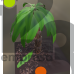 Bannana Tree